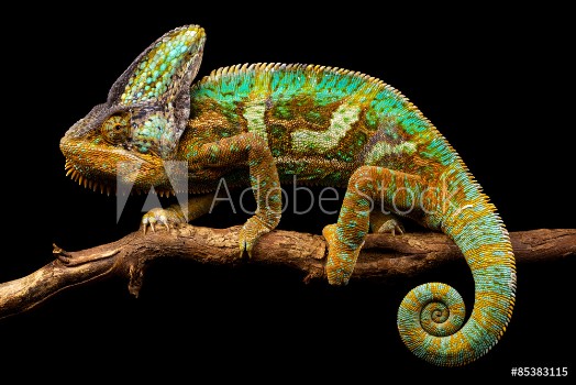 Picture of Side on picture of a yemen chameleon isolated on a black background
